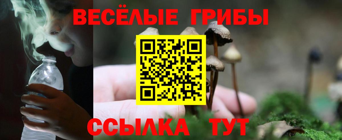 Псилоцибиновые грибы Psilocybe Лабытнанги
